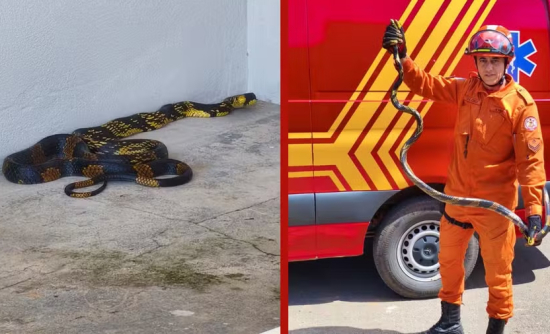 Cobra caninana de 2 metros é encontrada dentro de casa e resgatada por bombeiros em Matupá