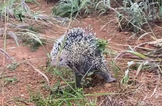 Porco-espinho é encontrado dentro de armário e resgatado por bombeiros