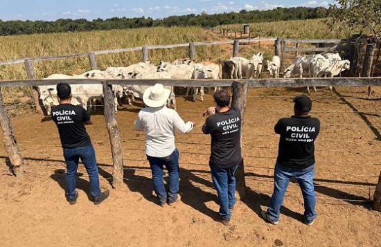 Polícia Civil recupera 33 cabeças de gado furtadas de propriedade rural em Cocalinho