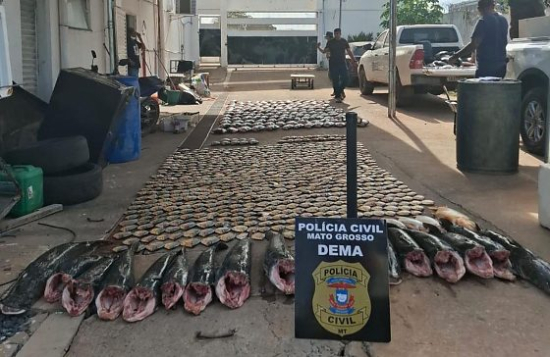 Polícia apreende mais de 900 kg de pescado irregular e desarticula esquema de pesca predatória em MT