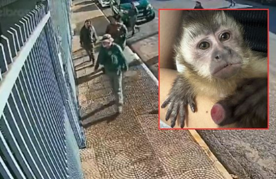 Macaco 