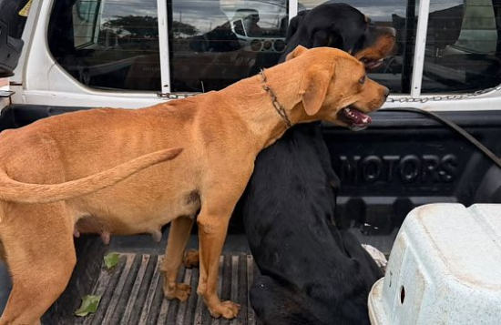 PM e prefeitura resgatam quatro cães em situação de maus-tratos em Barra do Garças