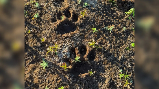 Influenciador encontra pegadas de onça-pintada no Araguaia e faz alerta a turistas