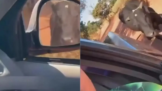 Homem é investigado por arrastar boi preso a caminhonete e divulgar vídeo nas redes sociais