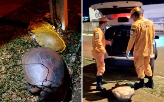 Duas tartarugas são encontradas mortas às margens de lago e caso mobiliza autoridades ambientais