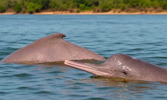 Pescadores fisgam raro boto-do-Araguaia durante pescaria e devolvem animal ao rio