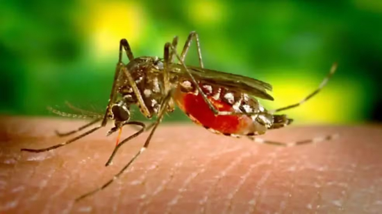 Cuiabá registra 568 casos de dengue e uma morte confirmada em 2026