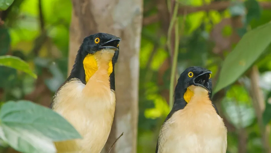 Mato Grosso institui política estadual para incentivar turismo de observação de aves