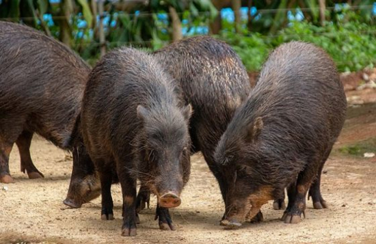 Queixada desafia produtores a proteger plantações e manter o equilíbrio com a fauna