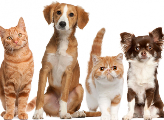 Prefeitura de Barra do Garças realiza dia de adoção de pets e conscientização ambiental no estacionamento do shopping