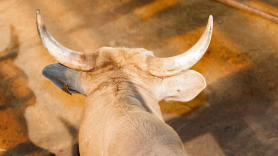 Peão morre após ser pisoteado por animal durante treino de montaria em MT