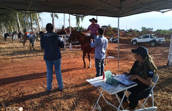 Leilão com cerca de mil animais mobiliza fiscalização do Indea em Barra do Garças