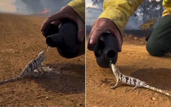 Brigadista salva lagarto-preguiça de incêndio e imagem emociona internautas