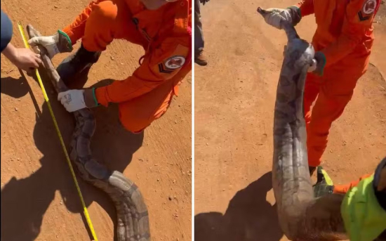 Jiboia de 2,20 metros é encontrada nos fundos de oficina