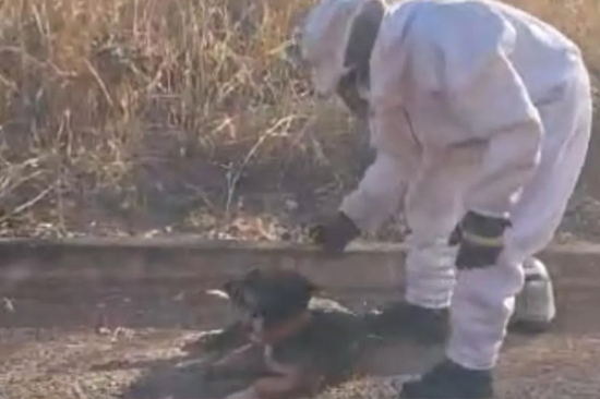 Enxame de abelhas africanas ataca moradores e animais e mobiliza Bombeiros