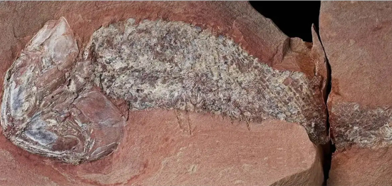 Fóssil de peixe pré-histórico de 254 milhões de anos é descoberto em Mato Grosso