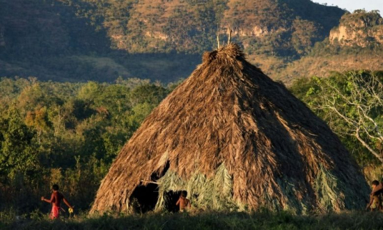 Ibama determina retirada de gado e animais domésticos de Terra Indígena