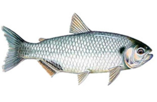 Dois homens são presos com mais de 1 tonelada de pesca ilegal em Barra do Garças