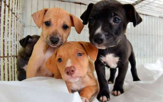 Prefeitura abre credenciamento de clínicas veterinárias para castração de cães e gatos em Barra do Garças