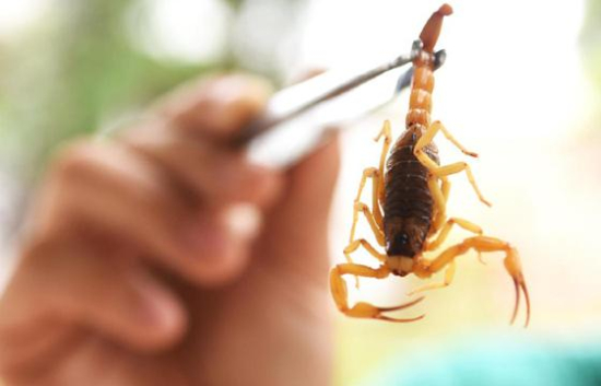 Aragarças registra 30 picadas de escorpião em 2026; coordenador orienta população