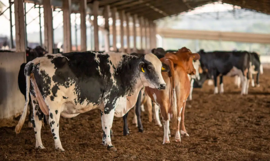 Bloqueio da UE atinge carnes brasileiras e pode gerar prejuízo de US$ 2 bilhões