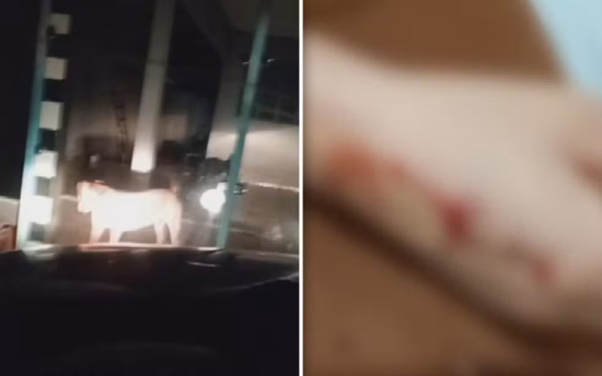 Família dorme dentro de carro após ser impedida de entrar em casa por pit bull