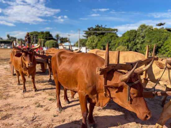 Carro de boi, tropeiros e garimpeiros: aniversário de Barra do Garças terá celebração às raízes da cidade