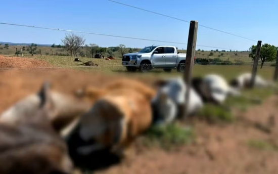 Fio de energia rompe durante chuva e mata 61 cabeças de gado 
