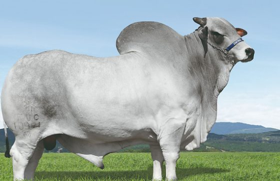 Morre Cifrão FVC, touro Nelore de Barra do Garças que produziu mais de 262 mil doses de sêmen