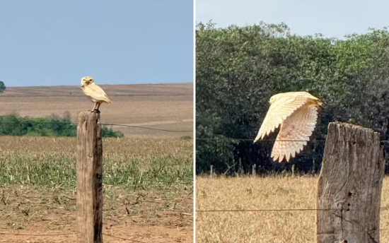 Coruja-buraqueira de plumagem branca chama atenção em área rural de Goiás