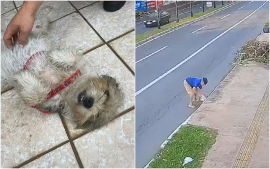 Homem é preso após ser flagrado jogando cachorra dentro de bueiro