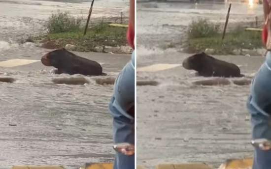 Homem confunde tronco com capivara durante chuva e cena viraliza