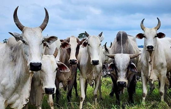 Major da PM de Barra do Garças é citado em suspeita de furto de gado no Araguaia