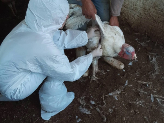 Doença de Newcastle: China, Chile e México suspendem importações de aves de todo o Brasil