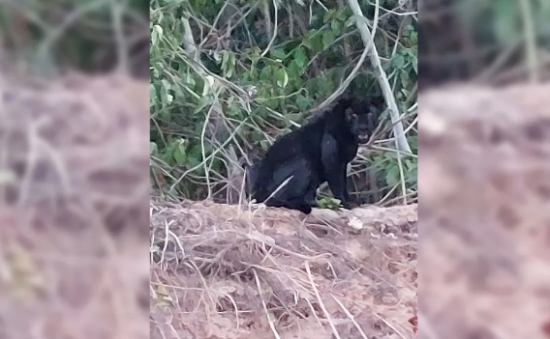 Grupo de pescadores comemora registro de onça-preta às margens do Rio Araguaia
