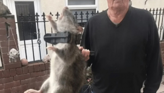 Homem captura rato do tamanho de um bebê humano 