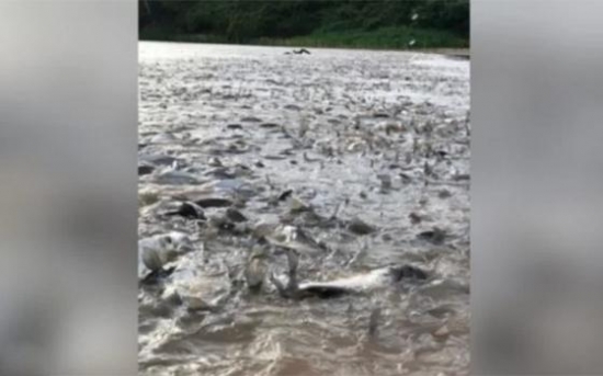 Cardume gigante impressiona no Araguaia; vídeo