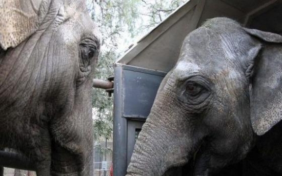 Elefantas vindas da Argentina chegam a santuário em MT nesta quinta