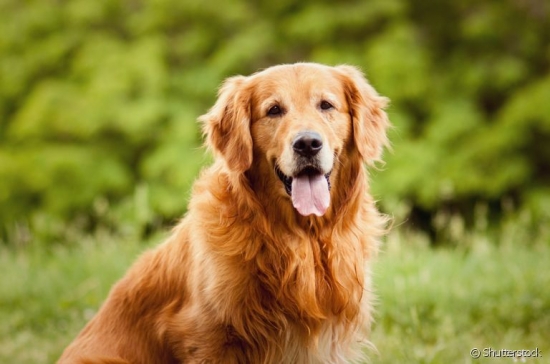 Cães de terapia e de assistência podem ser autorizados a permanecer em locais públicos e privados em MT