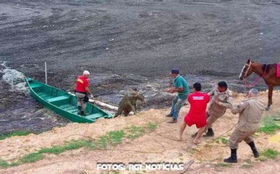Bezerro é resgatado após cair em tanque de esgoto em Barra do Garças