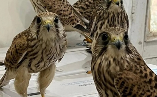 Mega operação da Interpol salva mais de 2 mil animais de redes de traficantes internacionais