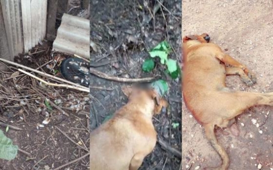 Onça invade galinheiro, mata cães e assusta chacareiros em Barra do Garças