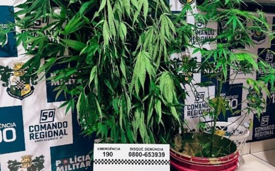 Casal é preso após denúncia de maus-tratos e cultivo de pés de maconha em Barra do Garças