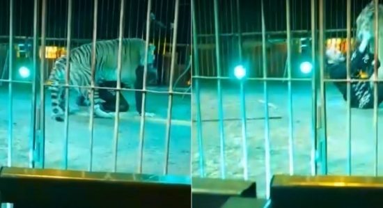 Momentos de terror: tigre crava os dentes no pescoço de domador