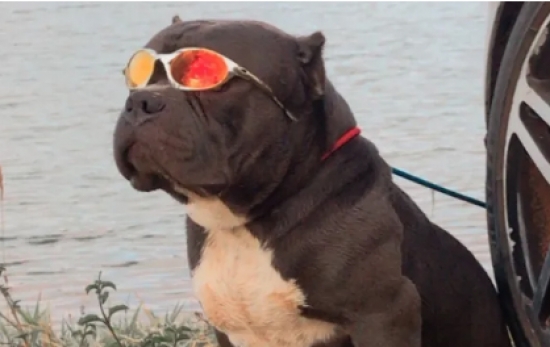 Cachorro avaliado em R$ 9 mil é recuperado pela polícia após sumir enquanto passeava na porta de casa e reencontra tutora