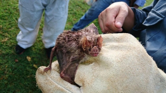 MT registra 3 focos de raiva animal em menos um mês, diz Indea