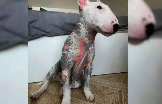 Lei que proíbe tatuagens e piercings em cães e gatos é sancionada em Goiás; entenda as regras