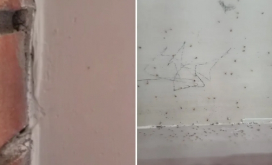 Alunos passam mal após suposta infestação de piolho de pombo em escola 