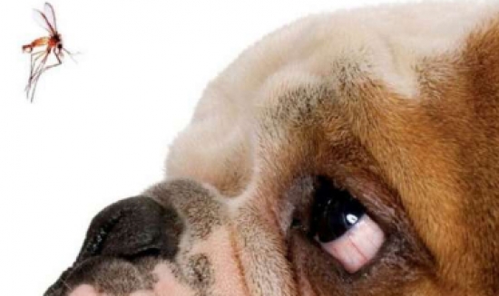 Barra do Garças tem endemia de leishmaniose canina, aponta levantamento da Vigilância de Zoonoses