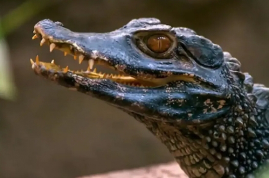 Jacaré-anão é encontrado por pesquisadores pela 1ª vez em área alagada no Pantanal de MT